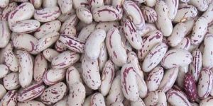 Light Speckled Kidney Beans