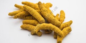 Dried Turmeric Finger