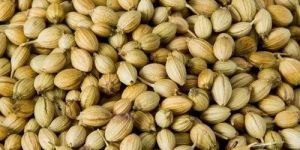 Coriander Seeds