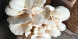 Oyester Mushroom