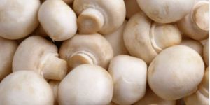 White Button Mushroom