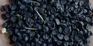 Pune Fursungi Onion Seeds