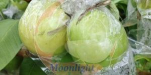 Fresh Allahabadi Guava