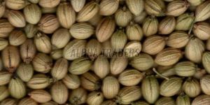 a Grade Coriander Seeds