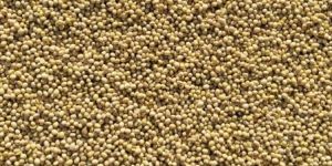 Soya Bean Seeds