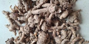 Dried Black Turmeric Finger