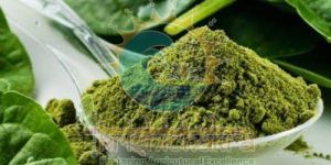 Dehydrated Spinach Leaves Powder