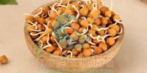 Dried Chana Sprouts