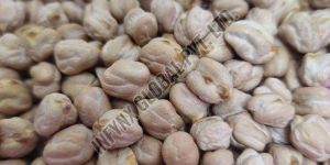 Premium Grade White Chickpeas
