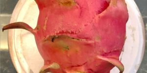 Organic Red Dragon Fruit