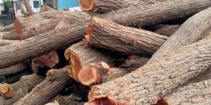Babool Wood Logs