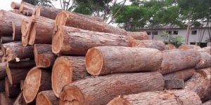 Neem Wood Logs