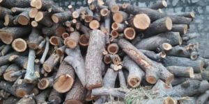 Tamarind Wood Logs