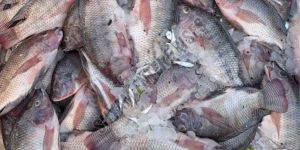 Fresh Rohu Fish