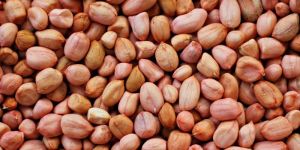 Groundnut Seeds