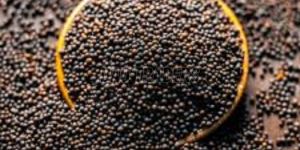 Black Mustard Seeds