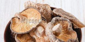 Dried Oyster Mushroom