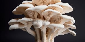 Fresh Oyster Mushroom