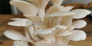 White Oyster Mushroom