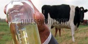 Desi Cow Urine