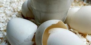 White Eggshell Powder