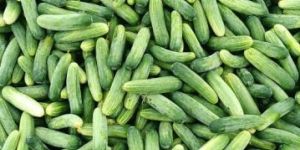 Fresh Cucumber