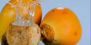 Sev Elaneer Tender Coconut