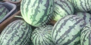 Fresh Hybrid Watermelon