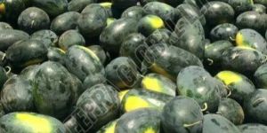 Fresh Sugar King Watermelon