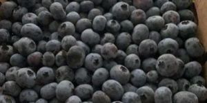 a Grade Fresh Blueberry