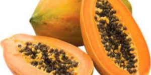 A Grade Natural Fresh Papaya