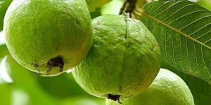 Green A Grade Fresh Guava