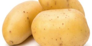 a Grade Fresh Potato