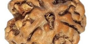 Natural 3 Mukhi Nepali Rudraksha