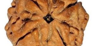 Natural 4 Mukhi Nepali Rudraksha