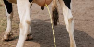 Cow Urine