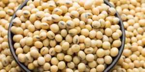 Soybean Seeds
