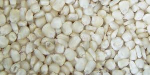 White Maize Seeds