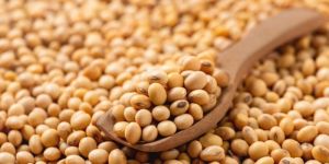 Premium Indian Soyabean Non-GMO, High Protein