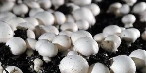 Button Mushroom Compost