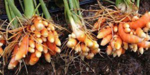 Fresh Raw Turmeric Root