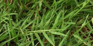 Medical Grass (Durva)
