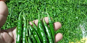 Green Chilli