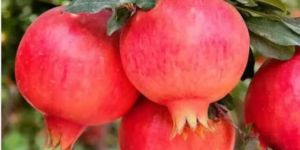 Pomegranate