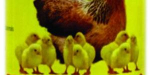 Wellvet Care Broiler Vitamin A Syrup