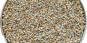 Bajra Seeds