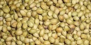 a Grade Coriander Seeds
