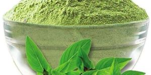 Dried Basil Leaves Powder