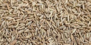 Usa Supreme Quality Cumin Seeds