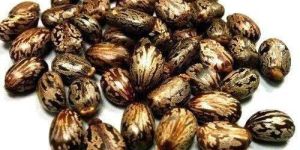 Brown Castor Seeds